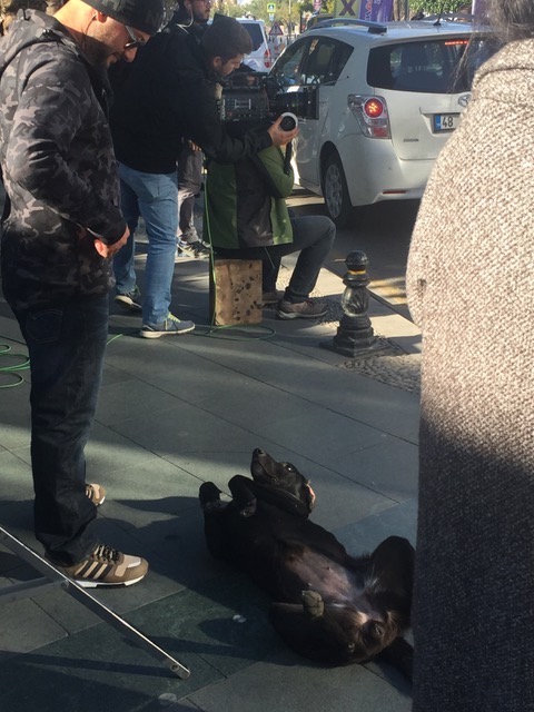 İşte dükkan kendisininmiş gibi davranan arkadaş. Herhalde ekibin ve yönetmenin Bodrum'un golden retriever çetesine rol verdiğini duydu, ünlü olmak istiyor.  